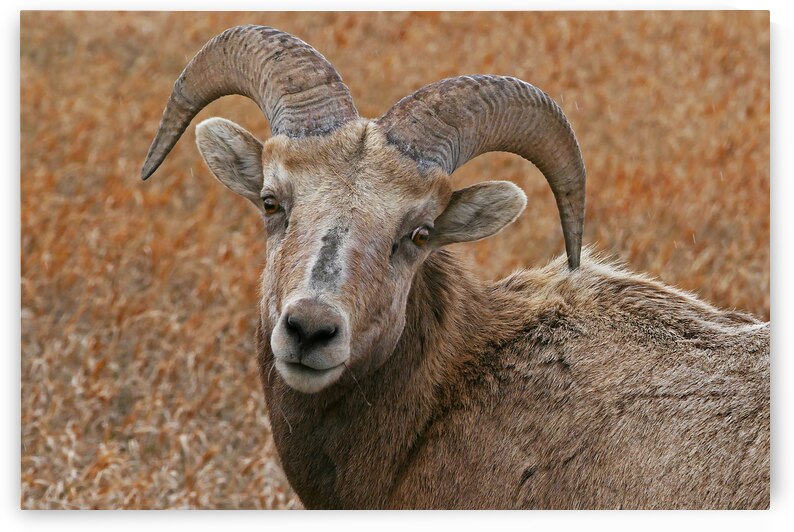 The look- bighorn sheep by Jim Radford