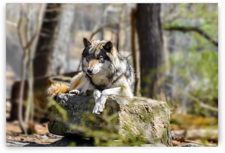Timber Wolf Portrait by Anthony L Sacco Photography