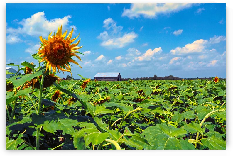 Sunflower Solitaire by Bill Swartwout Photography
