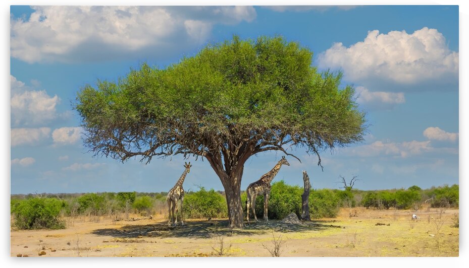 Giraffes under umbrella by Jim Radford