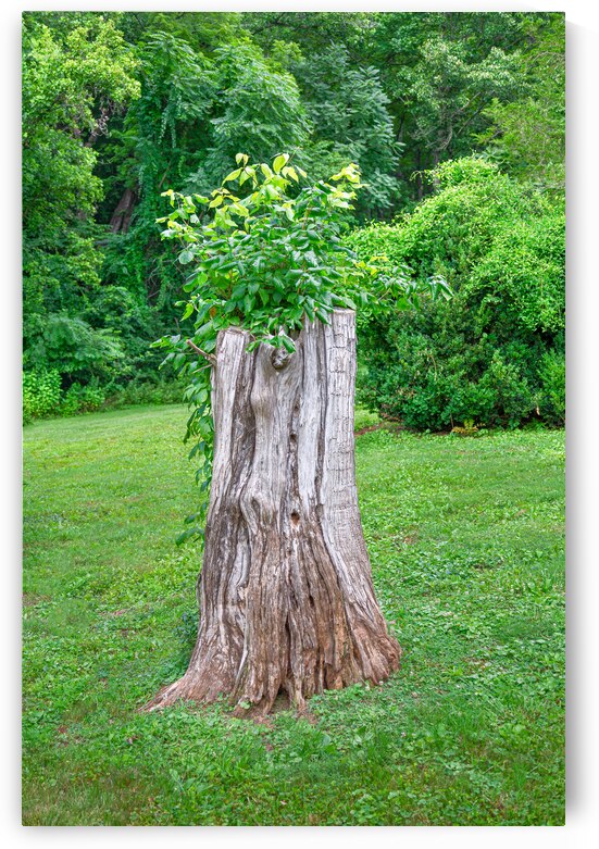 The Stump by Eric Franks