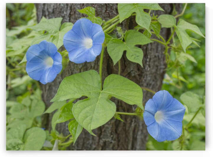 Morning Glory Flowers on TreeTrunk by Iris H Richardson