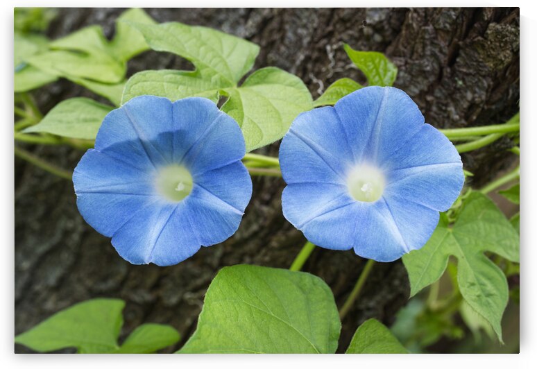 Two Morning Glory Flowers on Tree Stump by Iris H Richardson