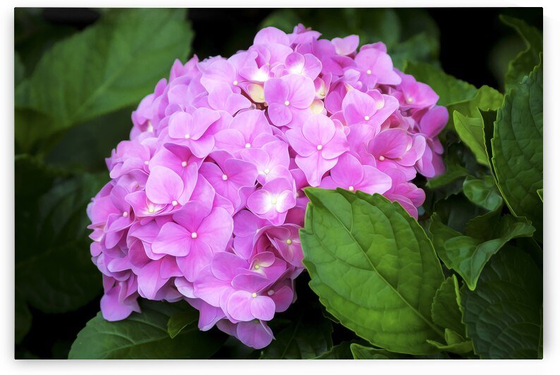 Hydrangea Macrophylla Pink Hydrangea X100 by Rich Franco