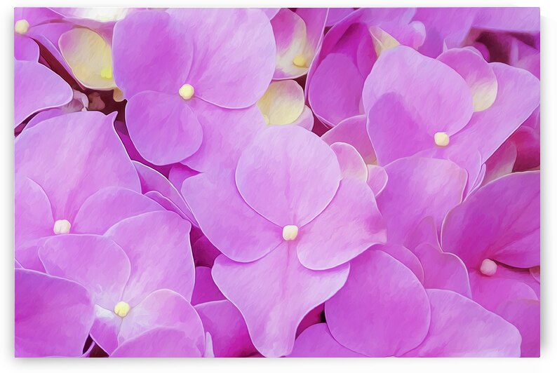 Hydrangea Macrophylla Pink Hydrangea X101 by Rich Franco