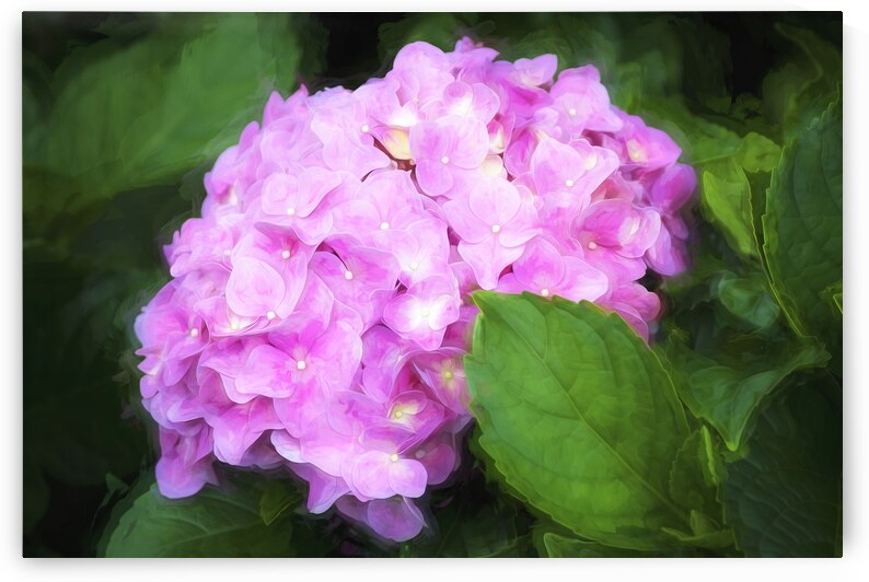 Hydrangea Macrophylla Pink Hydrangea X102 by Rich Franco