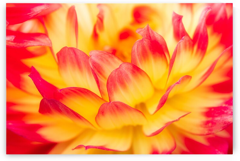 Peachy Punch Flower by Abigail Diane Photography