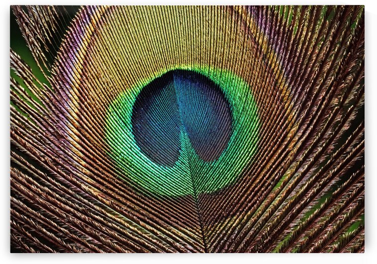 Peacock Feather by Deb Oppermann