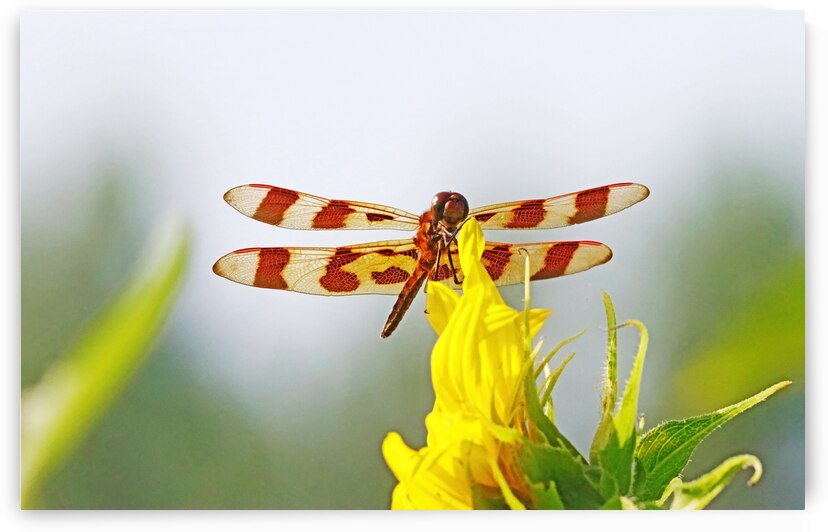 Halloween Pennant by Deb Oppermann