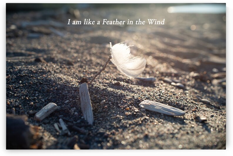 Feather in the wind Print by Stephen Emms
