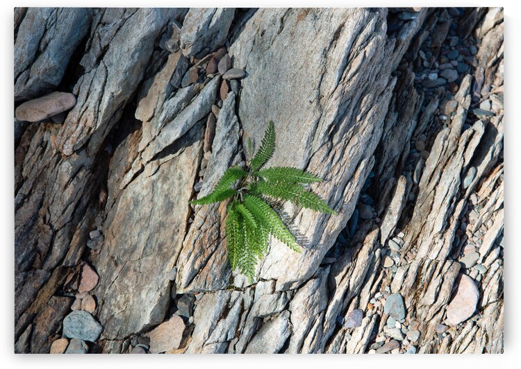 Rock and Fern Print by Stephen Emms