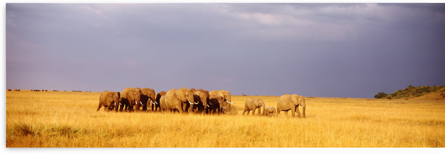 Elephant Herd Maasai Mara Kenya 78788 by Panoramic Images
