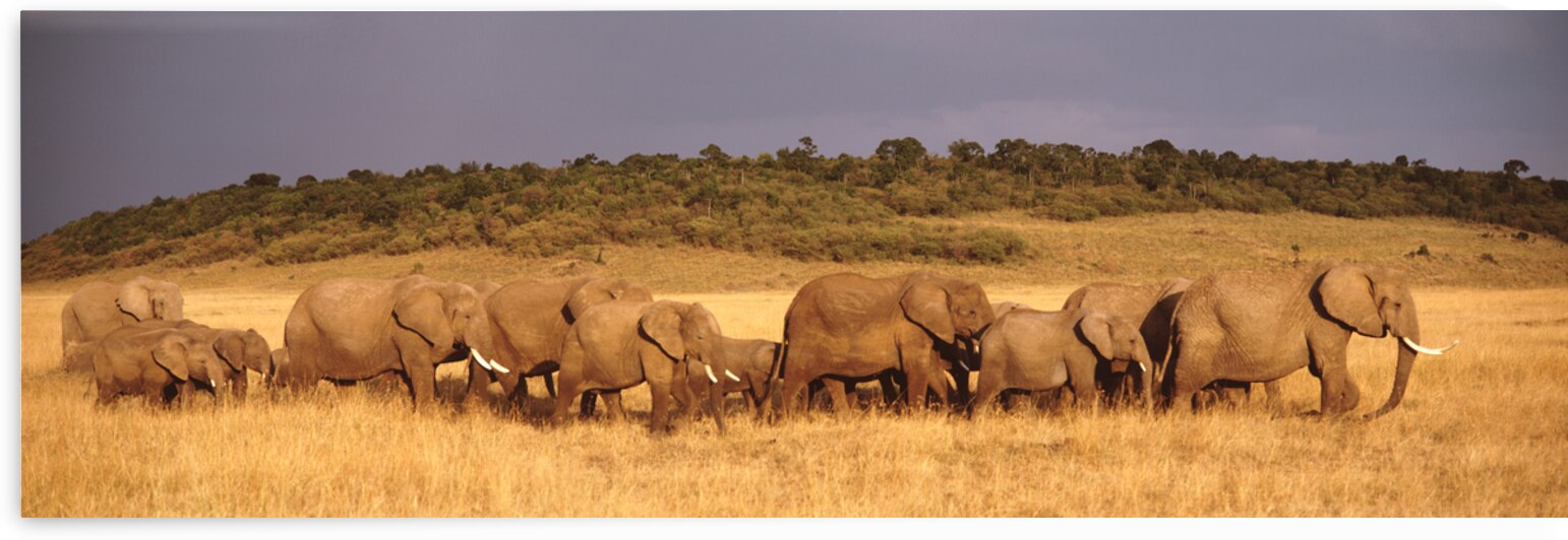 Elephant herd on a plain Kenya Maasai Mara 78791 by Panoramic Images