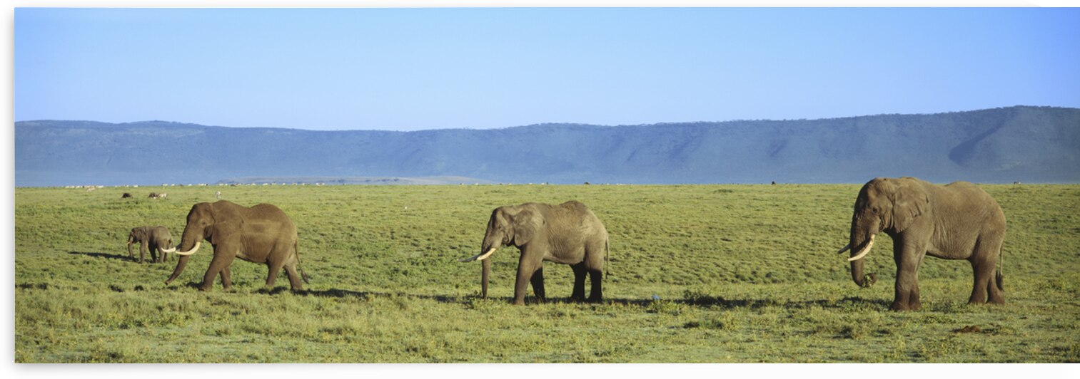 Elephants Ngorongoro Crater Tanzania Africa 82824 by Panoramic Images