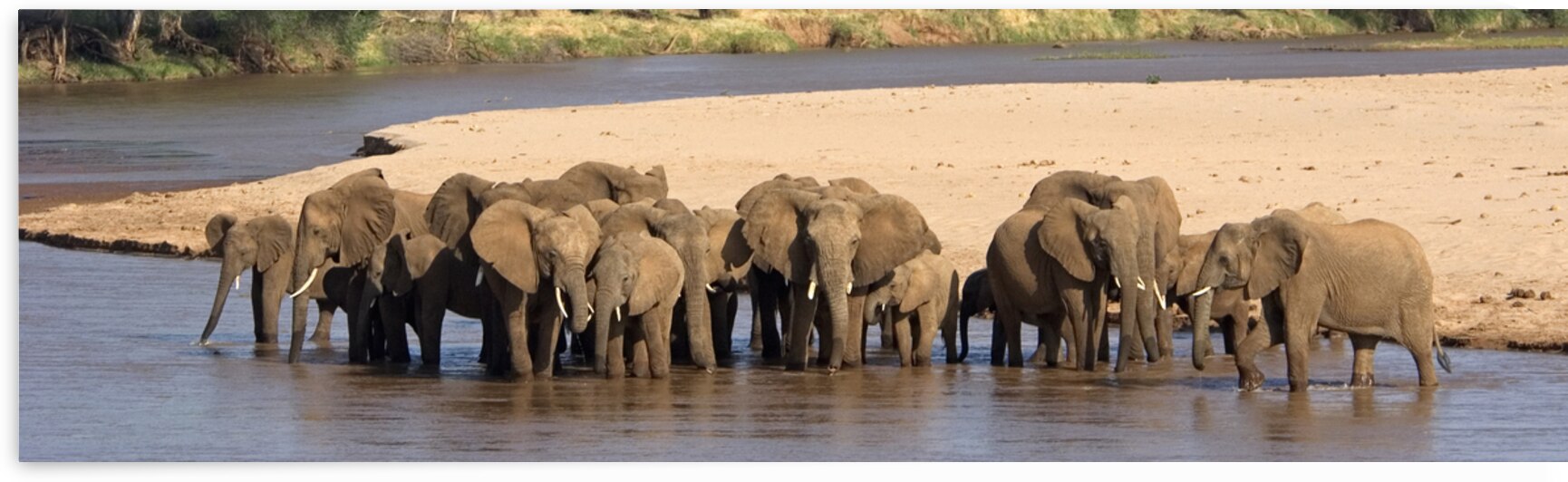 Herd of African elephants at a river 89932 by Panoramic Images