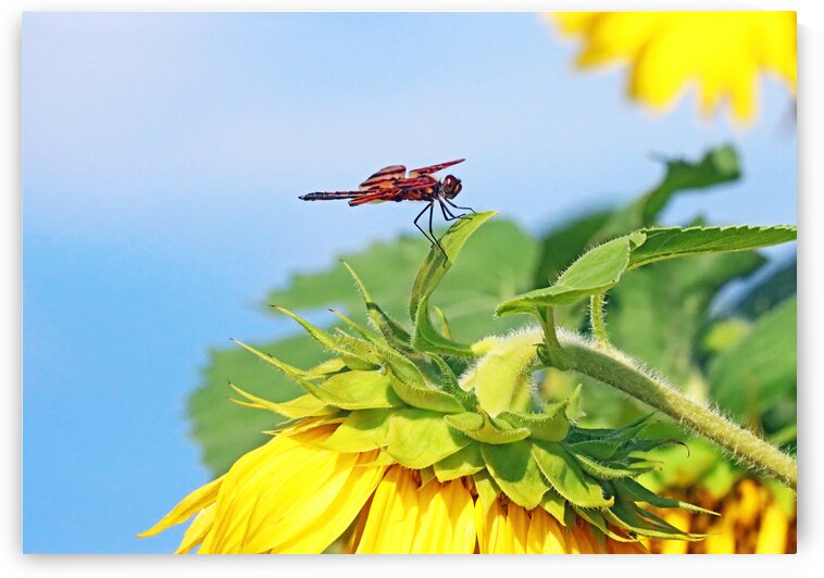 Halloween Pennant Dragonfly by Deb Oppermann