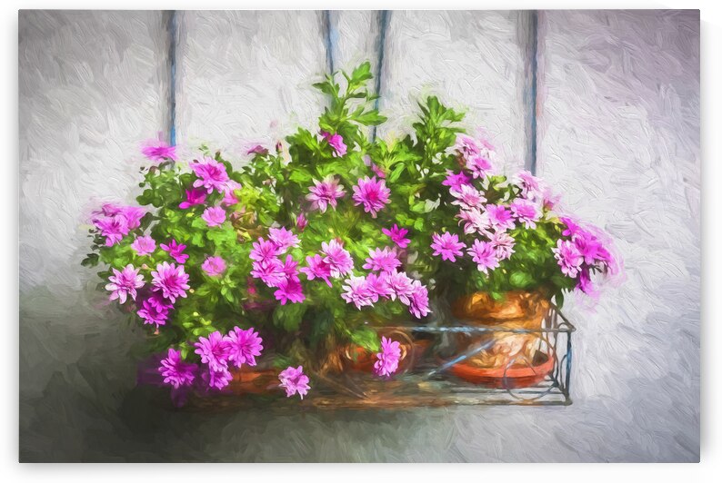 Mini Mums Chrysanthemum X100 by Rich Franco