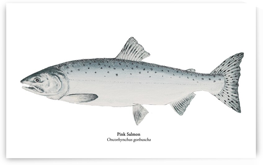 Pink Salmon Painting by Stephen Emms