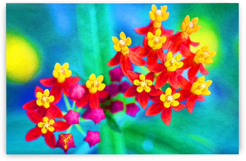 Milkweed Flowers X100 by Rich Franco