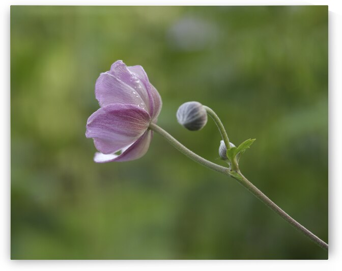 Aspiration by Suzanne Bonin