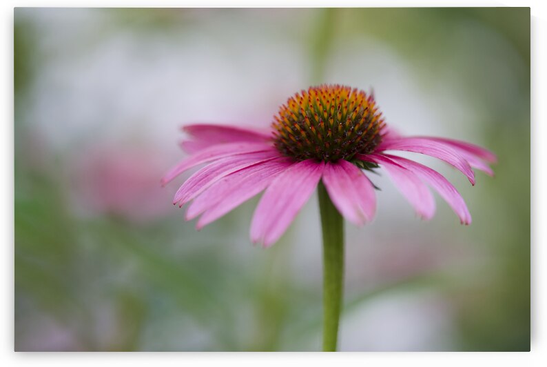 Pink Echinacea by Suzanne Bonin