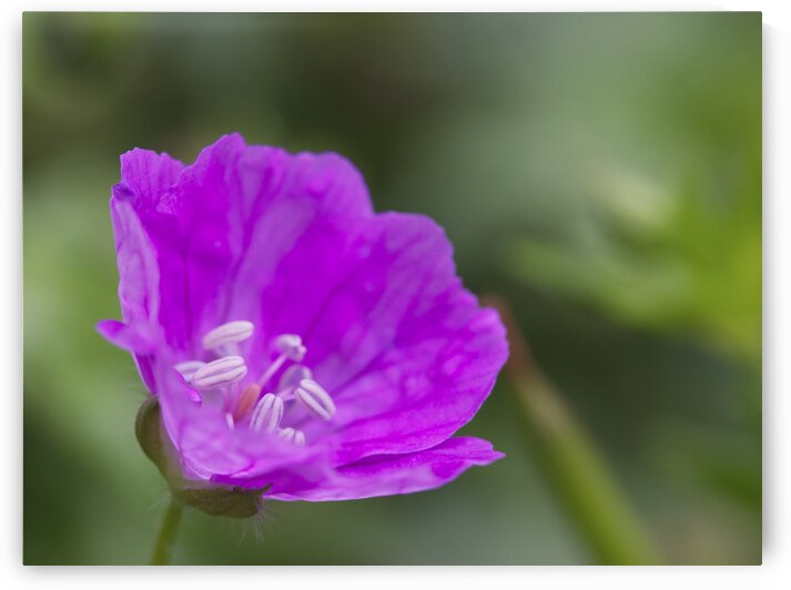 Wild One by Suzanne Bonin