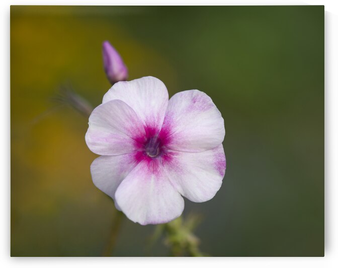 Summer Phlox by Suzanne Bonin
