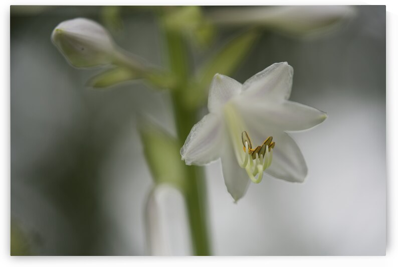 White Lily by Suzanne Bonin