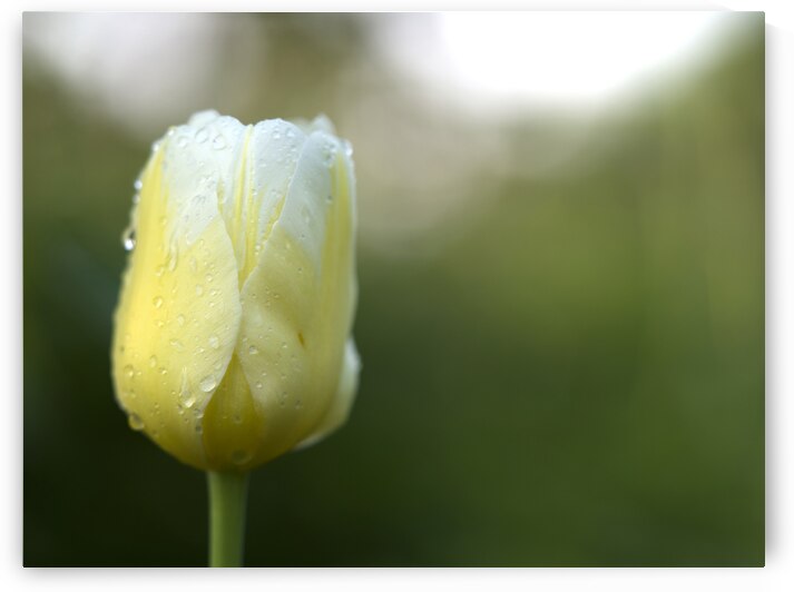 Yellow and White Tulip by Suzanne Bonin