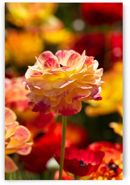 Cotton Candy Buttercup Flower  by Abigail Diane Photography