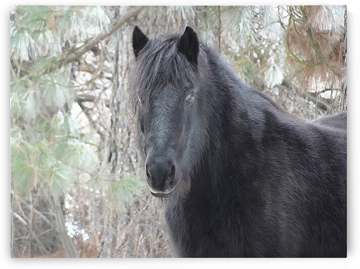 Mysterious Black Fell Pony by Fred Pierson Images