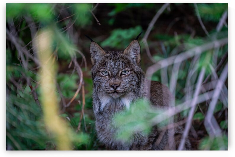 Canadian Lynx by Noah Lang