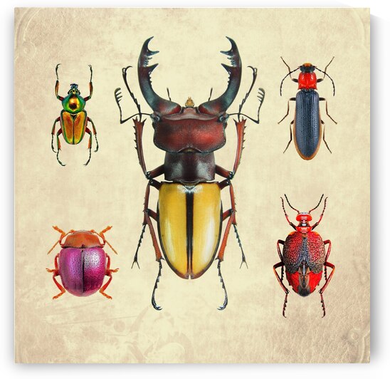 Beetles Bugs insects for school biology class teaching material  1 of the collection 2023 1 by Radiy Bohem
