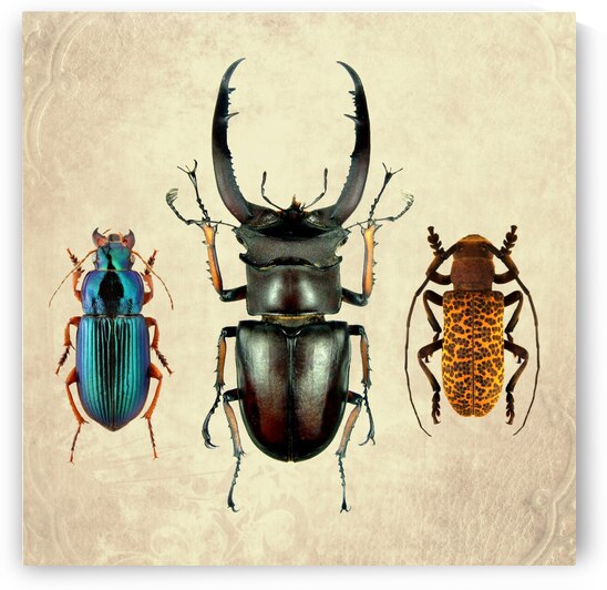Beetles Bugs insects for school biology class teaching material  2 of the collection 2023 by Radiy Bohem