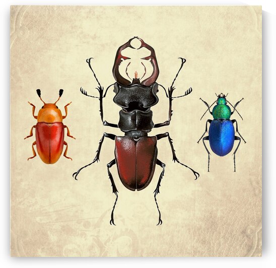 Beetles Bugs insects for school biology class teaching material  3 of the collection 2023 by Radiy Bohem