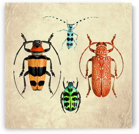 Beetles Bugs insects for school biology class teaching material  4 of the collection 2023 by Radiy Bohem