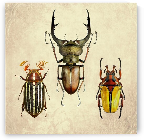 Beetles Bugs insects for school biology class teaching material  5 of the collection 2023 by Radiy Bohem