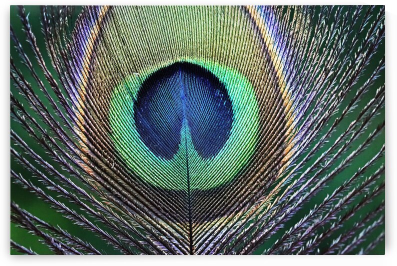 Eye Of The Peacock by Deb Oppermann