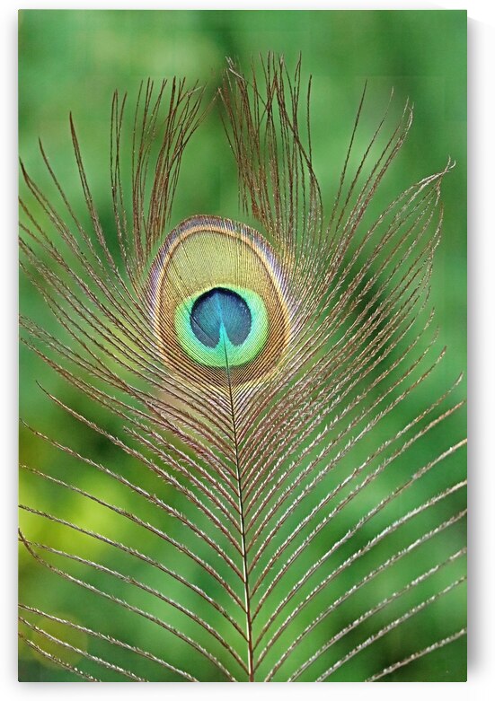 Wispy Peacock Feather by Deb Oppermann