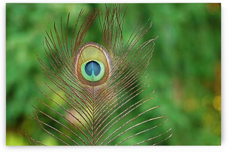 Peacock Feather I by Deb Oppermann
