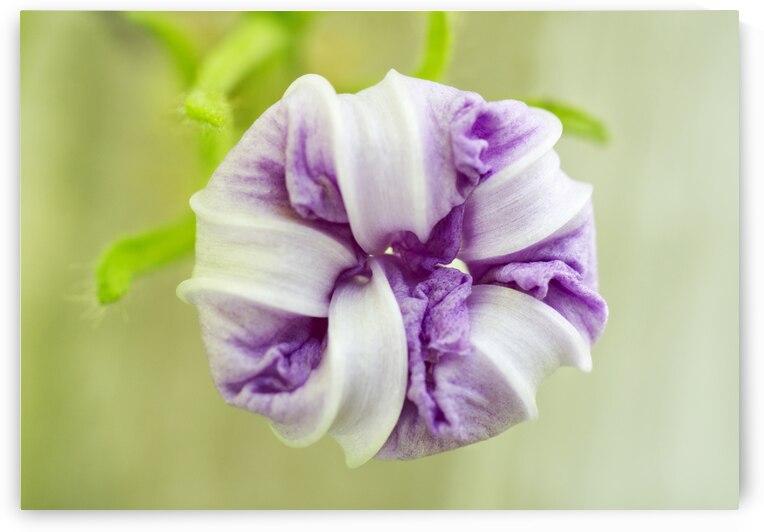 Closed Morning Glory Flower by Iris H Richardson