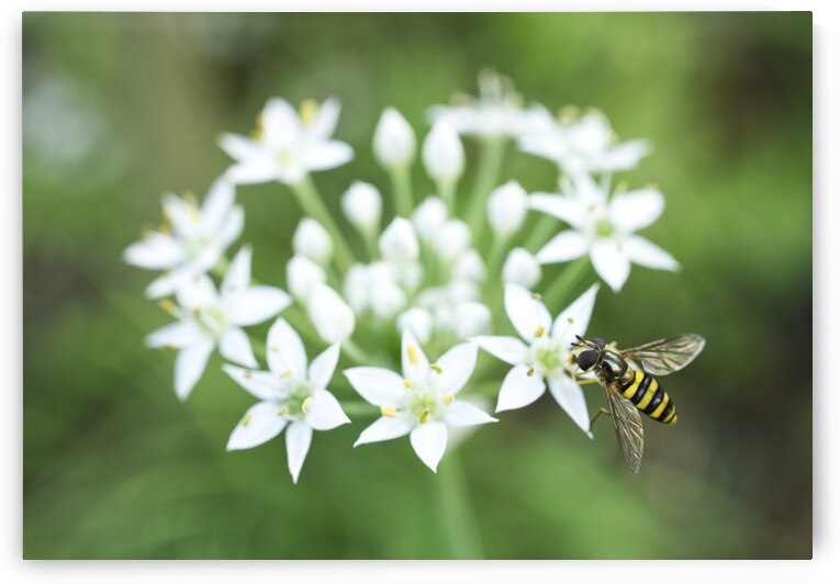 Hover fly on Garlic Chive Flower by Iris H Richardson