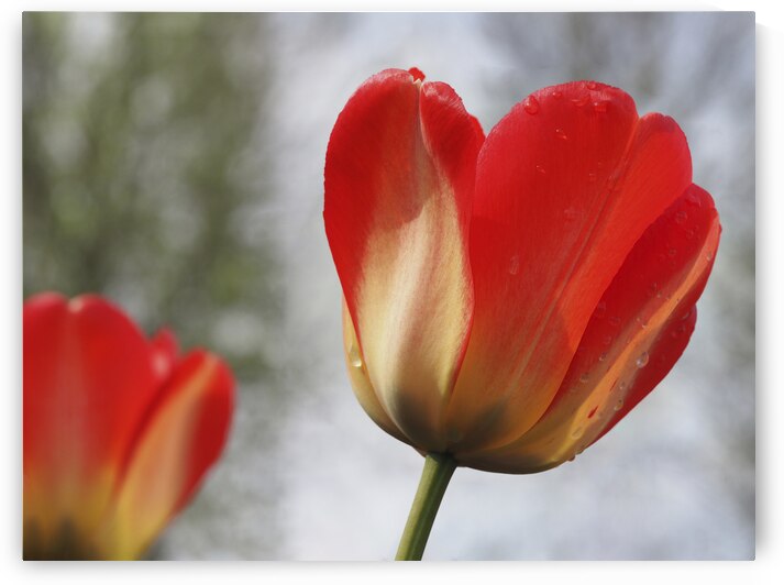 Leaning Tulip by Suzanne Bonin