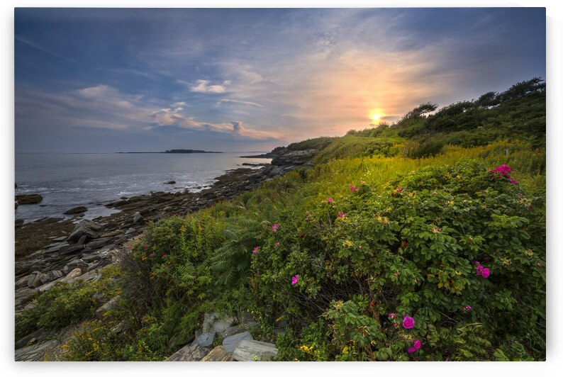 Roses by the Sea by Shelia Hunt Photography