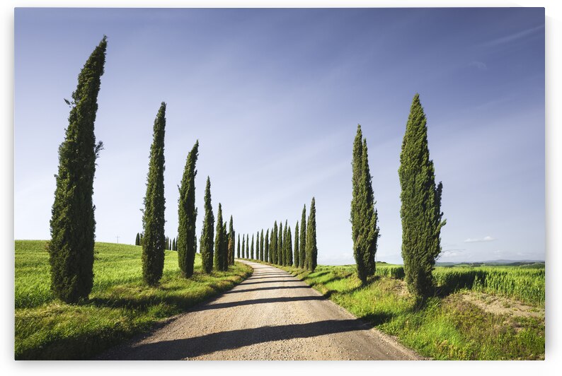 Cypress Trees and gravel road in Tuscany. Italy by Stefano Orazzini