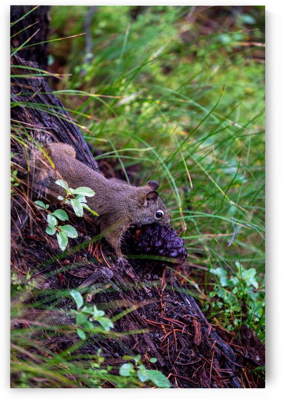 Chipmunk by Noah Lang