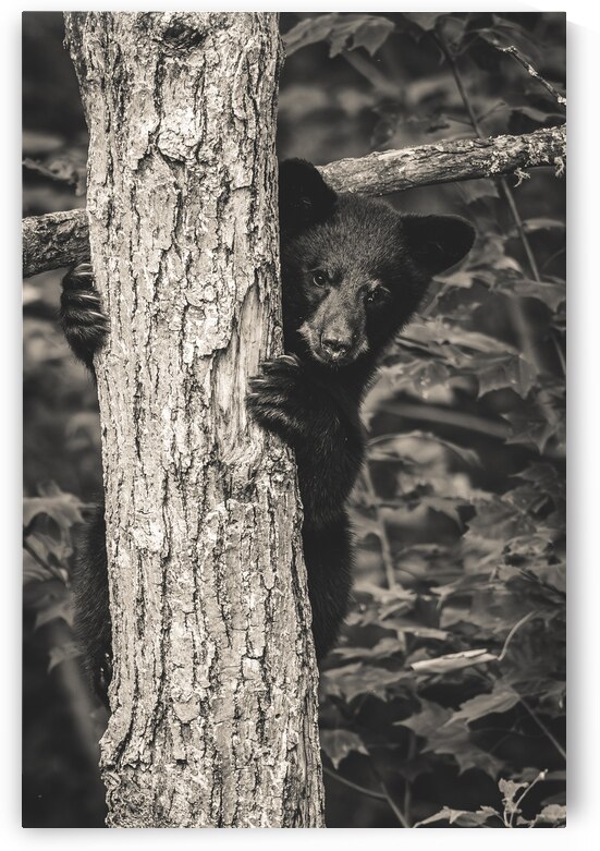 Ourson - Bear cub by JADUPONT PHOTO
