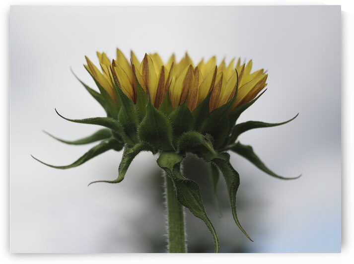 Sunflower Side View by Suzanne Bonin