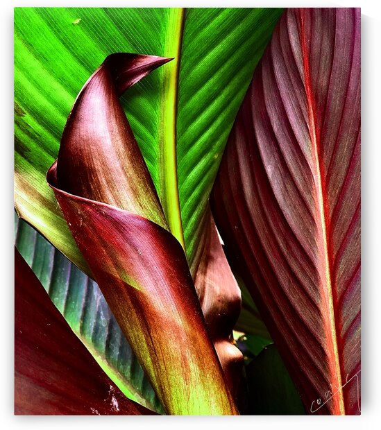 A Splash of Tropical Lush - Vibrant Art Print by Corina Ioana