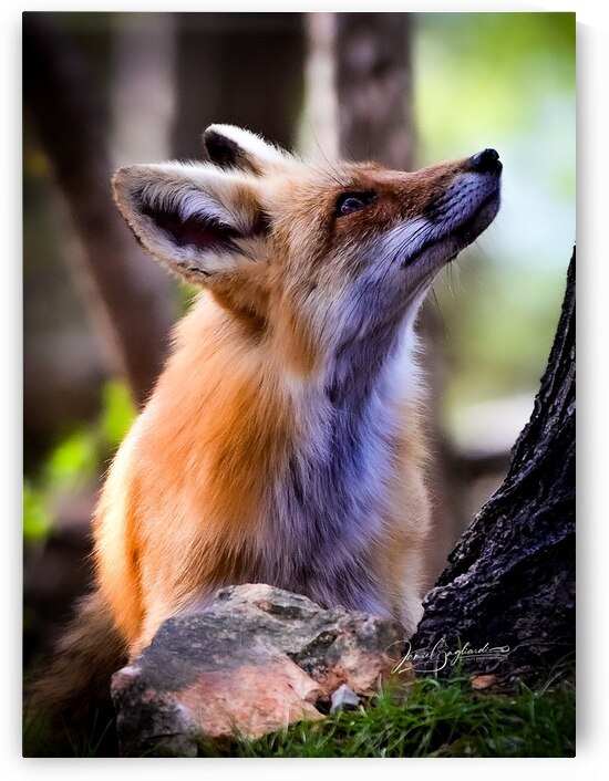 Looking Higher by jamiesart